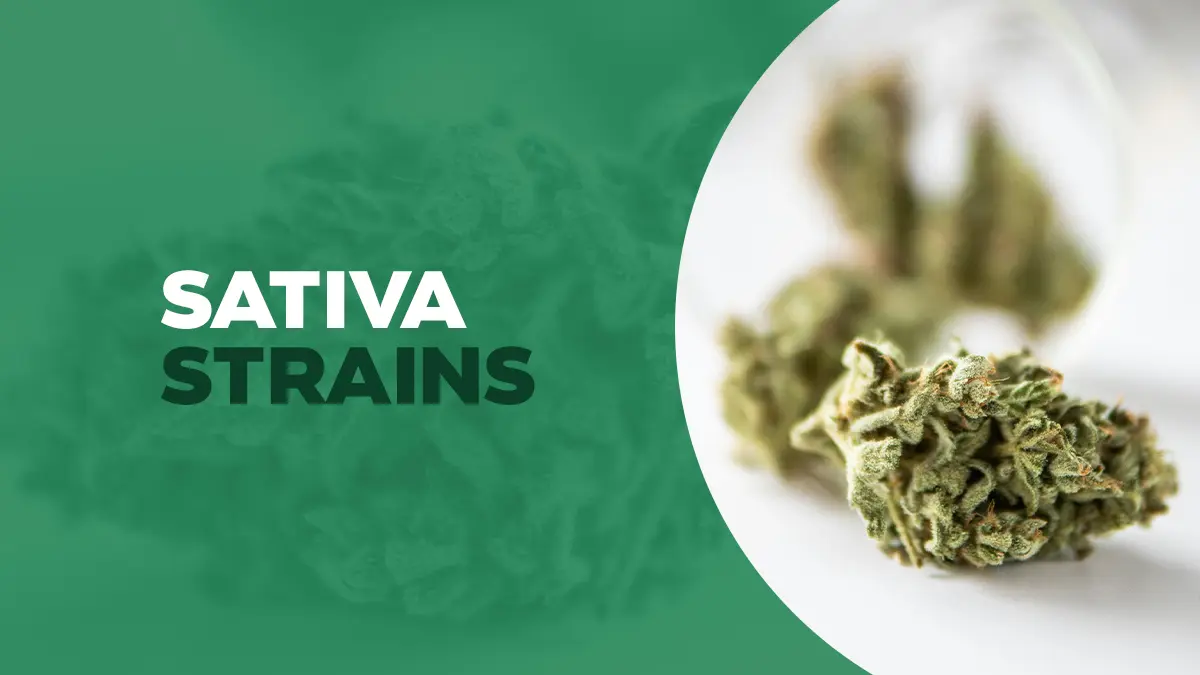BEST SATIVA STRAINS IN 2023 FOR ENERGY, CREATIVITY, MENTAL CLARITY & MORE