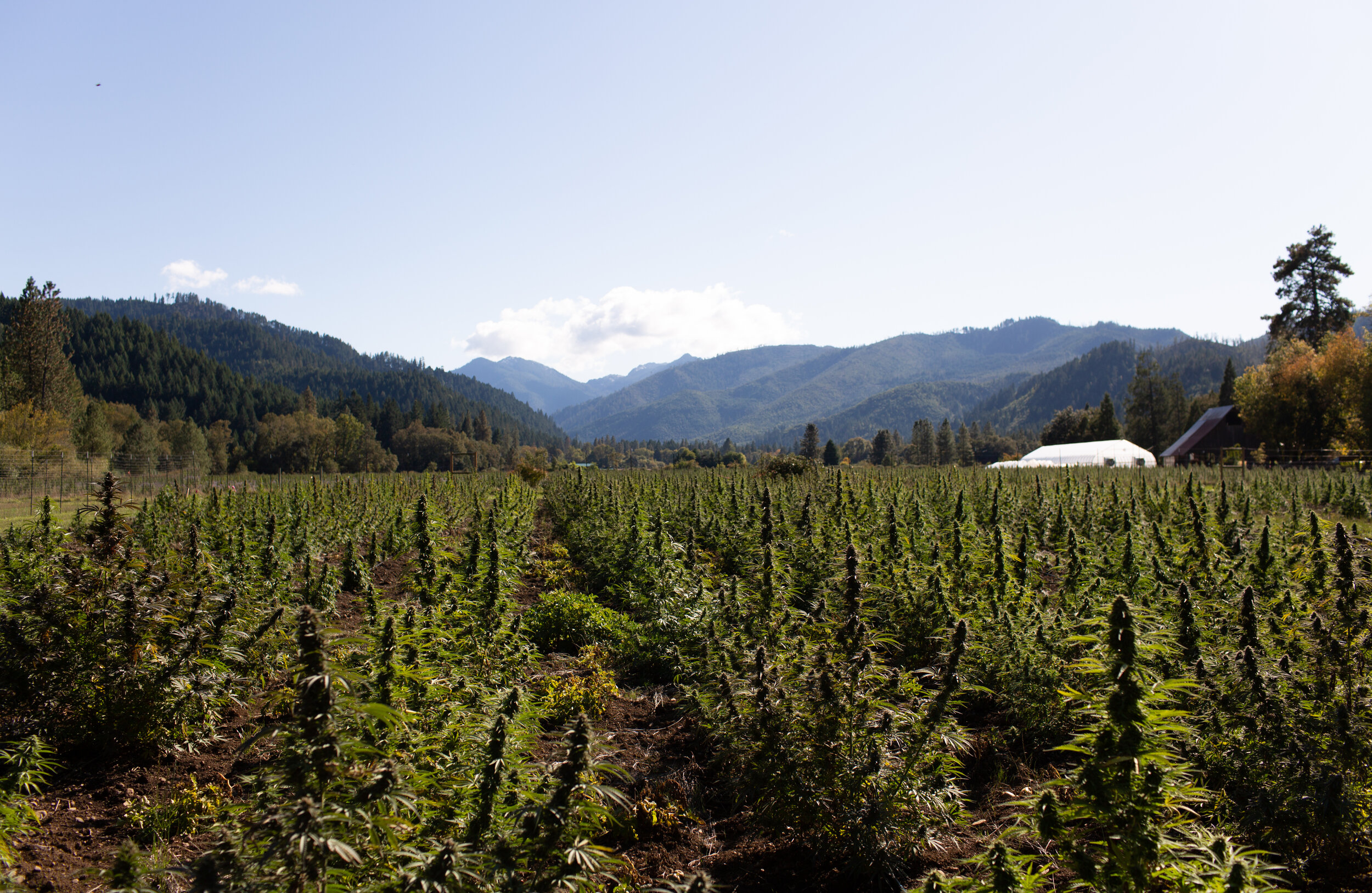 East Fork Cultivars High CBD, High CBG & 1:1 Flower now in stock!