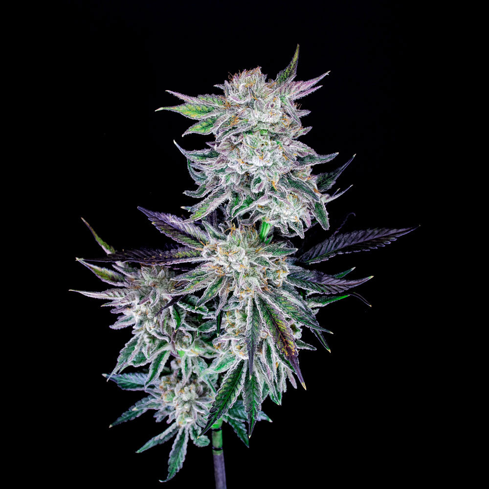 Fresh Drop From Koru Cannabis! Flower, Pre-Rolls & Dabs!