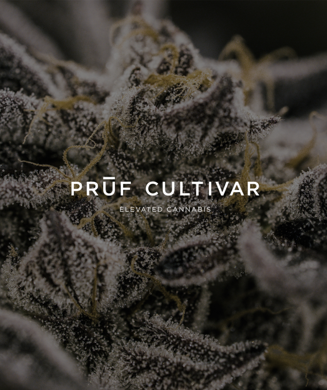 Two Beautiful New Strains From Pruf Cultivar