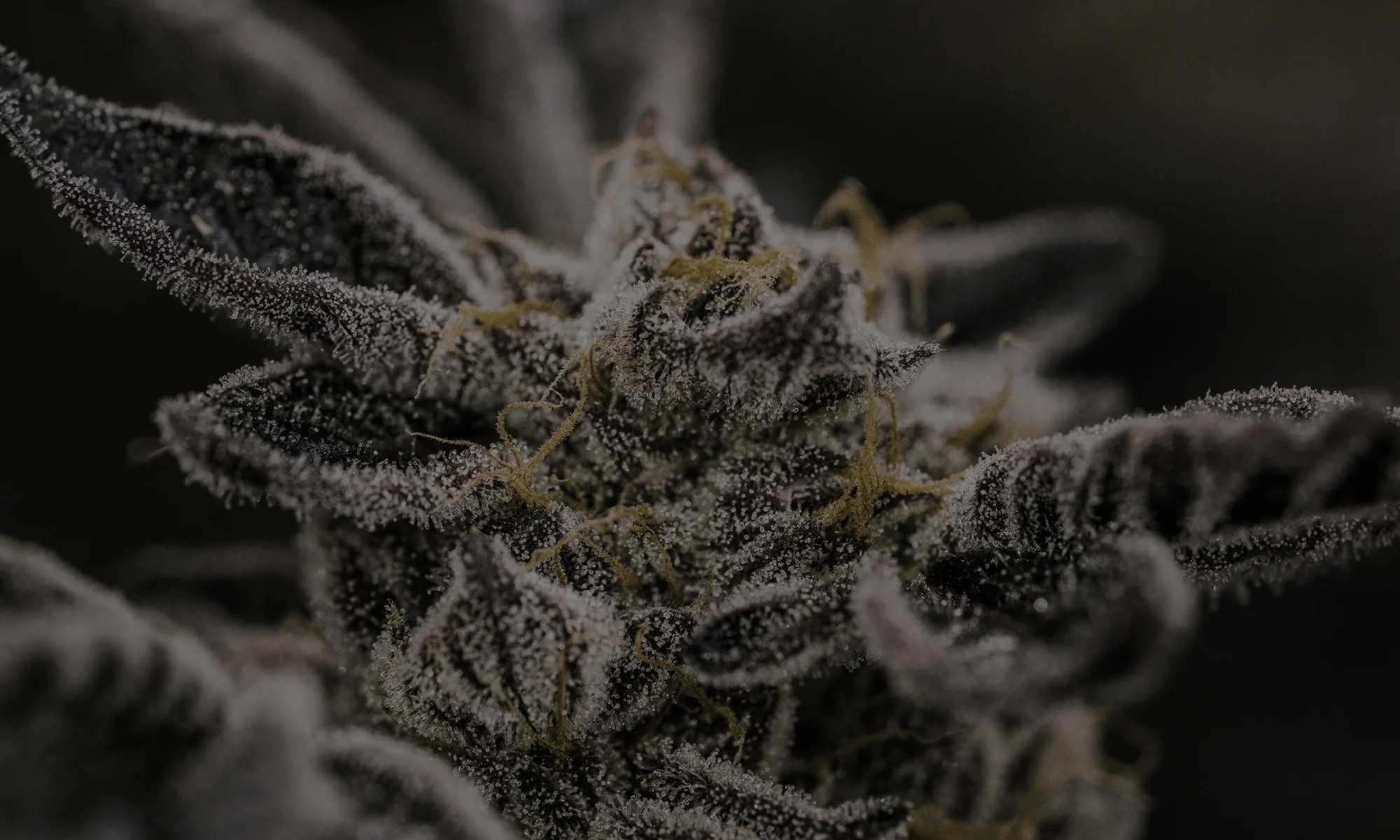Fresh Drop from Pruf Cultivar